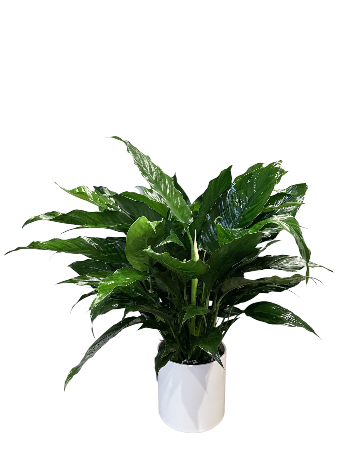 Peace Lily